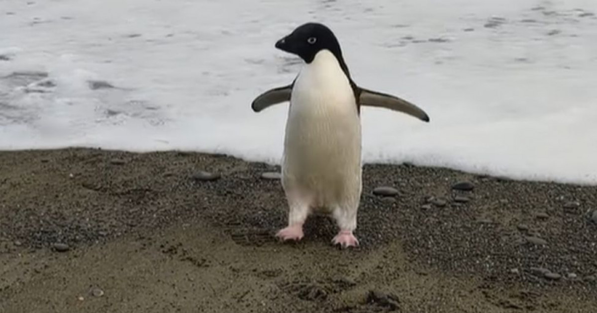 Un pinguin a călătorit, din greșeală, 3.000 de km până-n Noua Zeelandă. “Am crezut că e jucărie de pluș. Apoi a mișcat capul, era real”