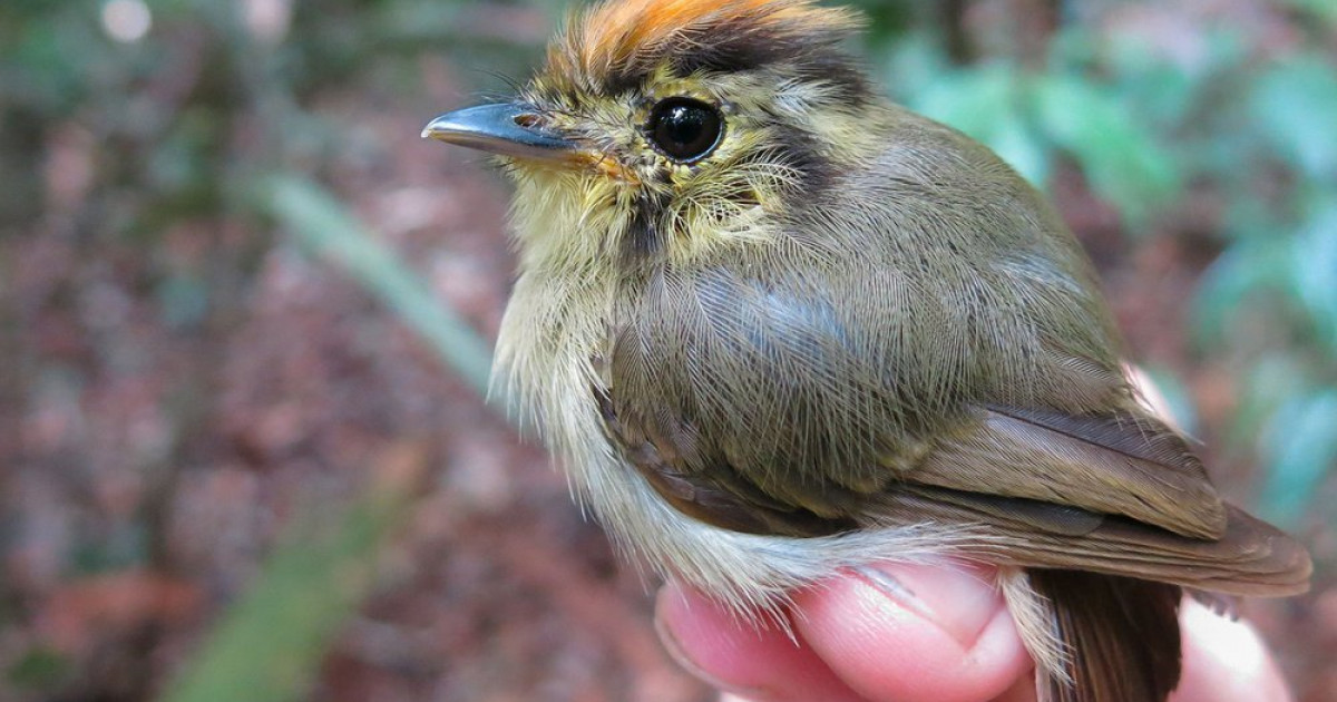 Păsările din pădurea amazoniană suferă transformări ale corpului din cauza climei (studiu)