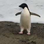 Un pinguin a călătorit, din greșeală, 3.000 de km până-n Noua Zeelandă