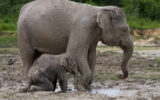 Un pui de elefant de Sumatra a murit, după ce o capcană i-a retezat jumătate de trompă