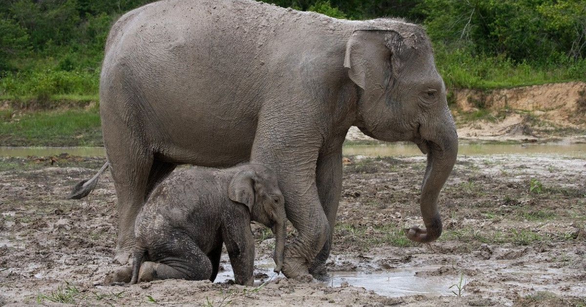 Un pui de elefant de Sumatra a murit, după ce o capcană i-a retezat jumătate de trompă