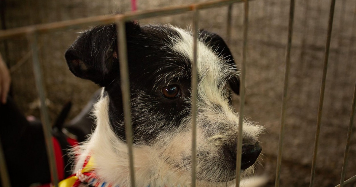 Bucureștenii care vor să adopte un câine sunt așteptați și în acest weekend în Parcul Circului din Capitală
