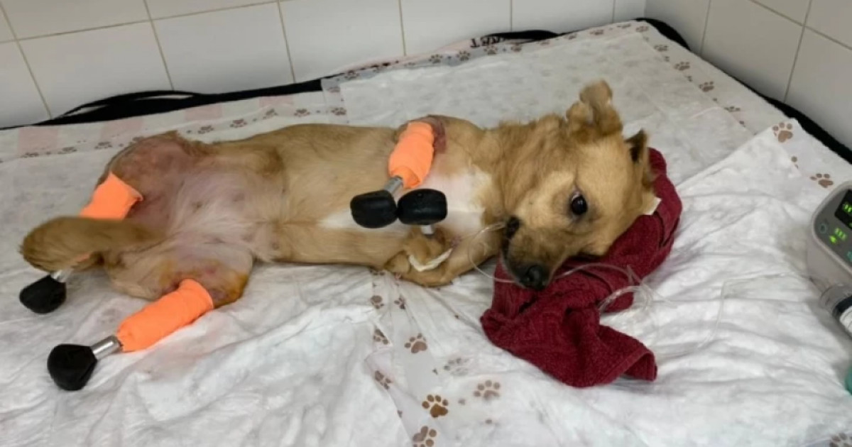 Un medic veterinar a reușit să monteze patru proteze unui câine găsit cu picioarele tăiate