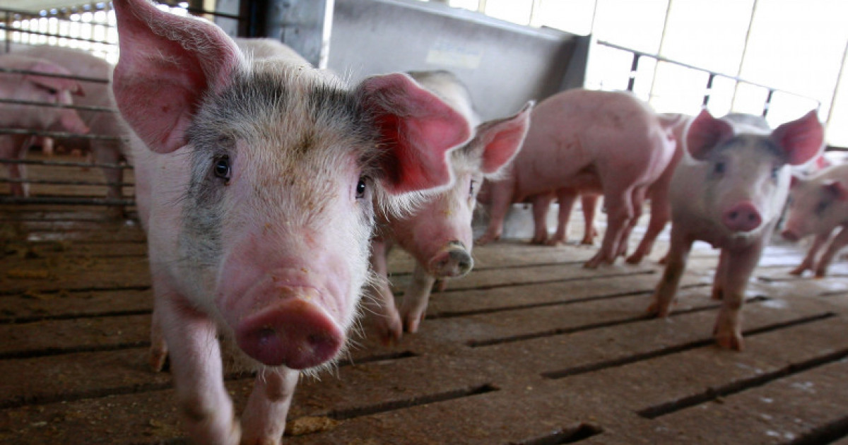 80% din carnea de porc din galantare va fi din importuri în această perioadă, din cauza pestei porcine (asociația producătorilor)
