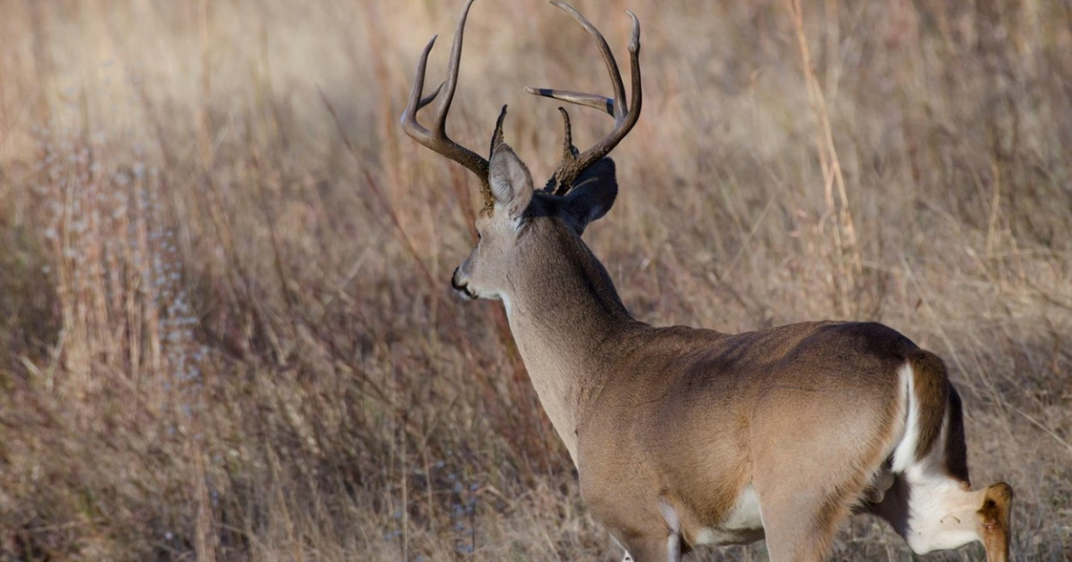 Primele cazuri de animale sălbatice infectate cu COVID-19, semnalate în Canada