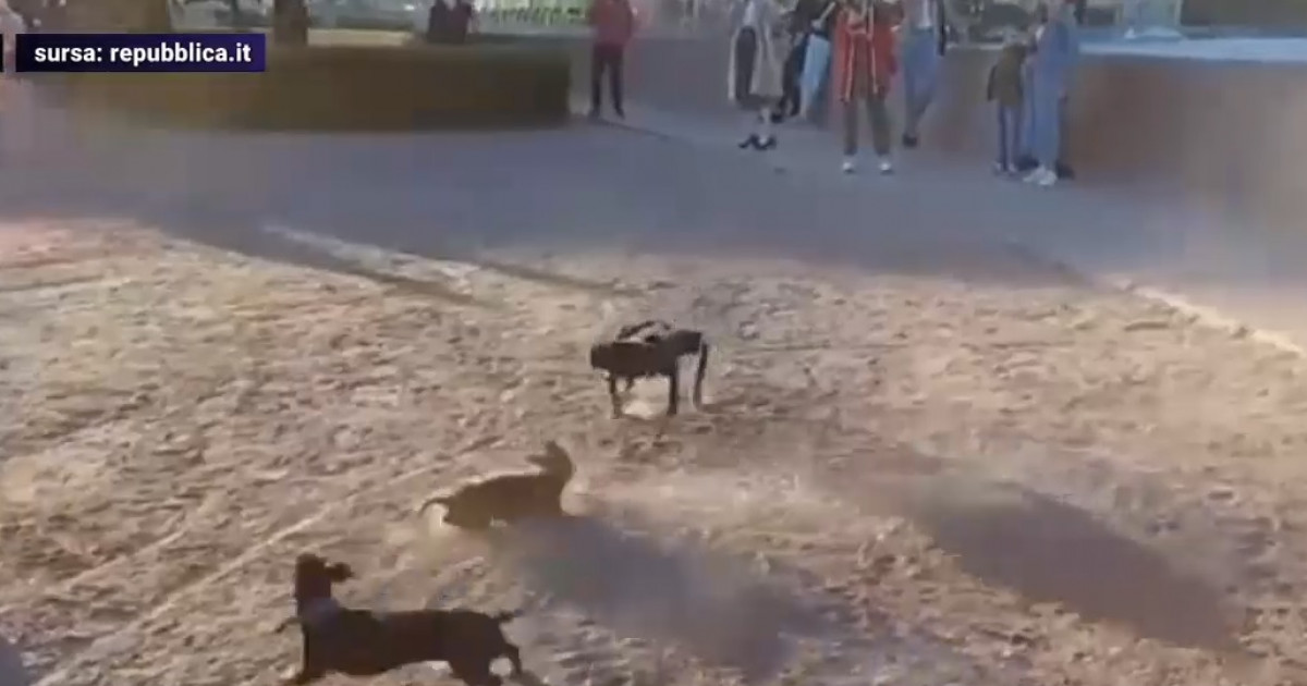 VIDEO. Cum reacționează un teckel în fața unui câine-robot