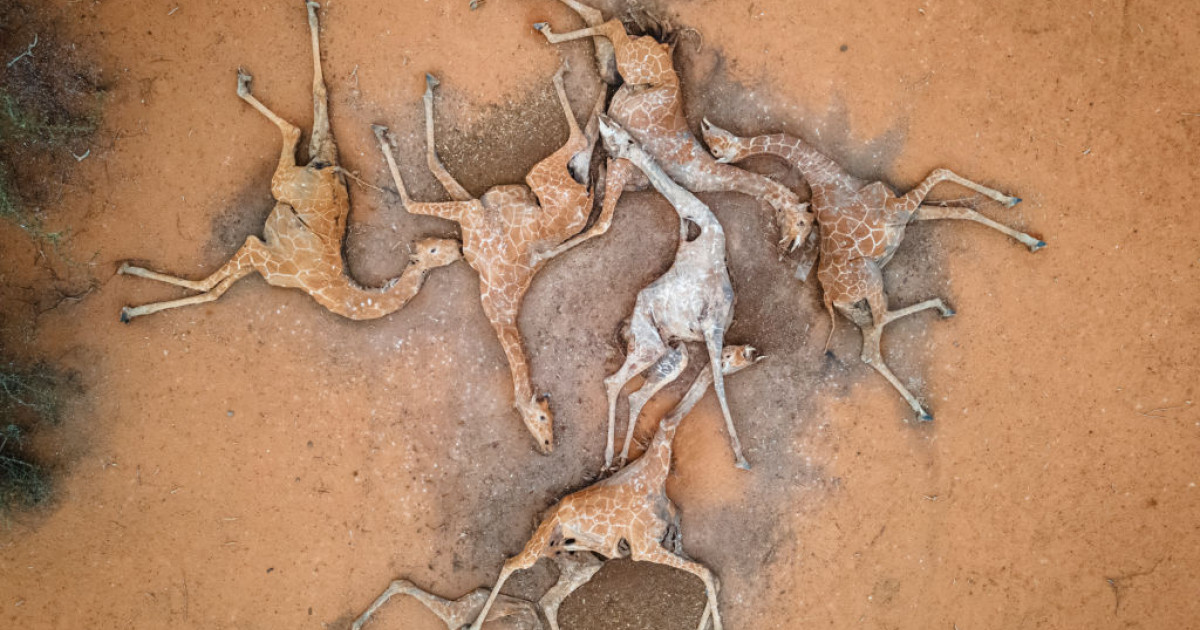 Imagini sfâșietoare în Kenya. Mai multe girafe zac moarte din cauza secetei