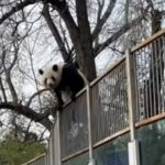VIDEO. Momentul când un urs panda încearcă să evadeze dintr-o grădină zoologică