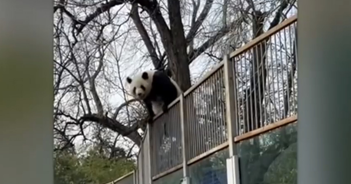 VIDEO. Momentul când un urs panda încearcă să evadeze dintr-o grădină zoologică