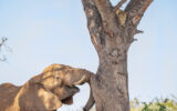 Un leopard speriat se ascunde de un elefant într-un copac