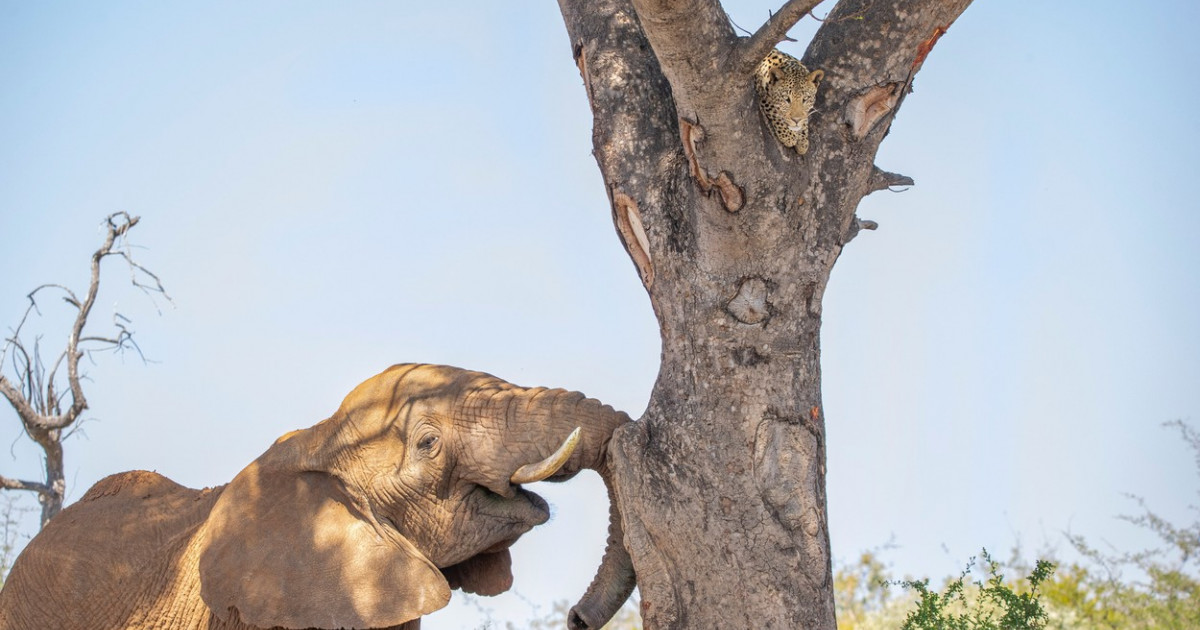 Un leopard speriat se ascunde de un elefant într-un copac
