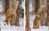 Momentul în care o vulpe face un salt spectaculos, apoi se „înfige” în stratul gros de zăpadă pentru a-și vâna prada