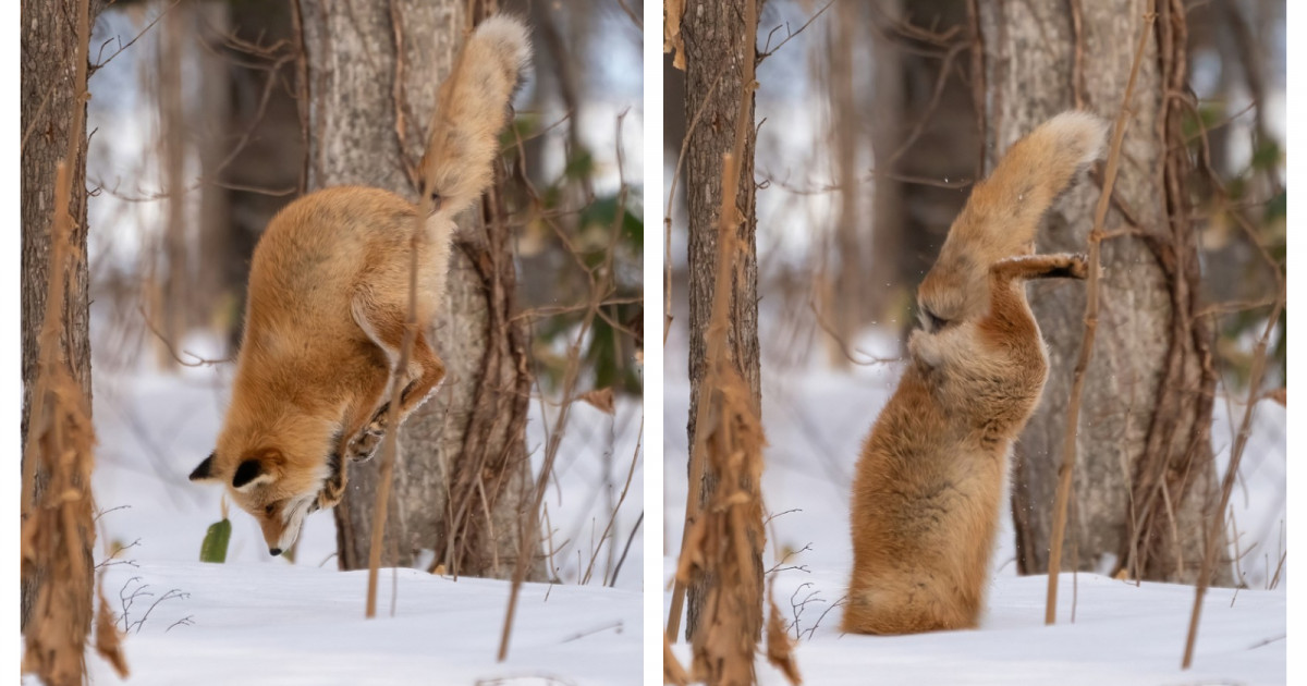 Momentul în care o vulpe face un salt spectaculos, apoi se „înfige” în stratul gros de zăpadă pentru a-și vâna prada