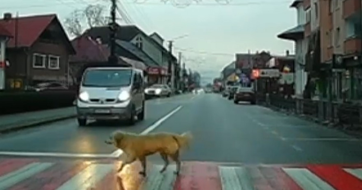 VIDEO. Un câine din Bistrița-Năsăud le arată pietonilor cum se traversează corect strada