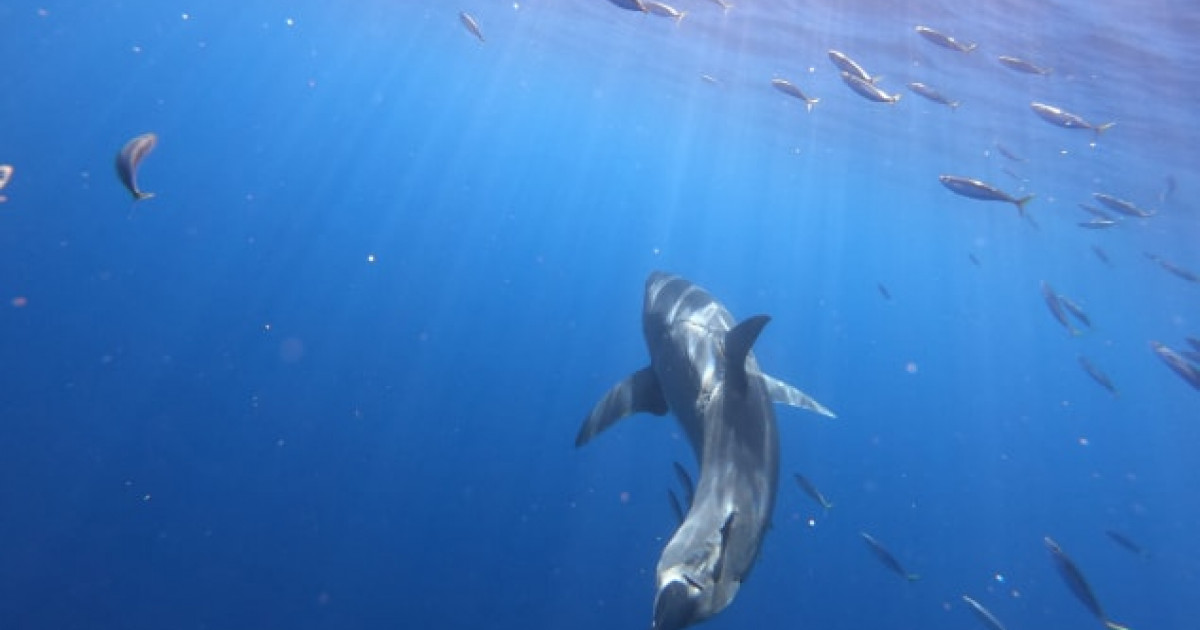 „Este real?” Fotografia incredibilă a unui rechin Marele Alb cu o cicatrice uriașă pe spate stârnește dezbateri aprinse pe internet