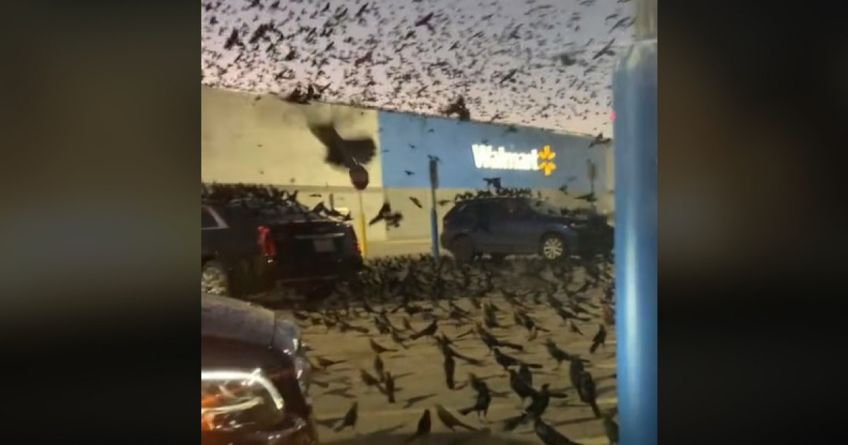 VIDEO. Scene ca în filmul „Păsările”, surprinse în parcarea unui centru comercial din Texas