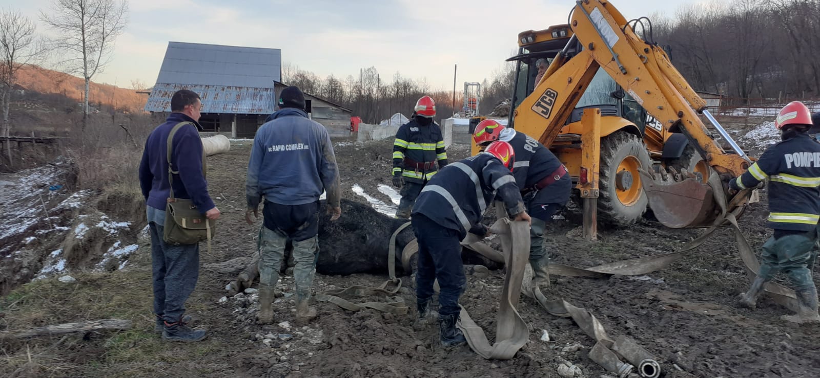 Bovină de aproape o tonă, salvată de pompieri dintr-un canal, la Vâlcea