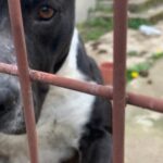Prima sentinţă din România de condamnare la închisoare cu executare pentru uciderea unui câine