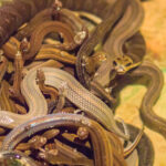 Un bărbat din SUA a fost găsit mort în casă, înconjurat de 124 de șerpi