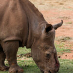 Un rinocer sud-african desfigurat de braconieri s-a întors în sălbăticie după 6 ani de tratament și 30 de operații