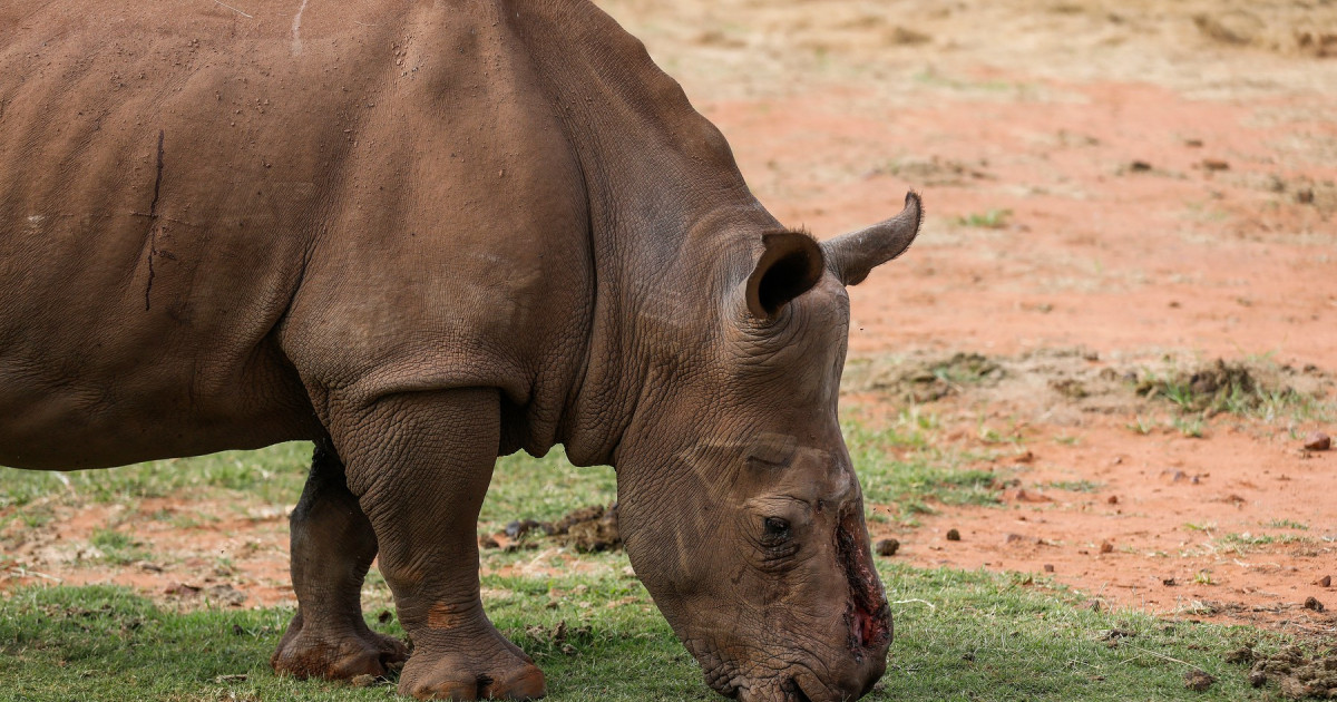 Un rinocer sud-african desfigurat de braconieri s-a întors în sălbăticie după 6 ani de tratament și 30 de operații