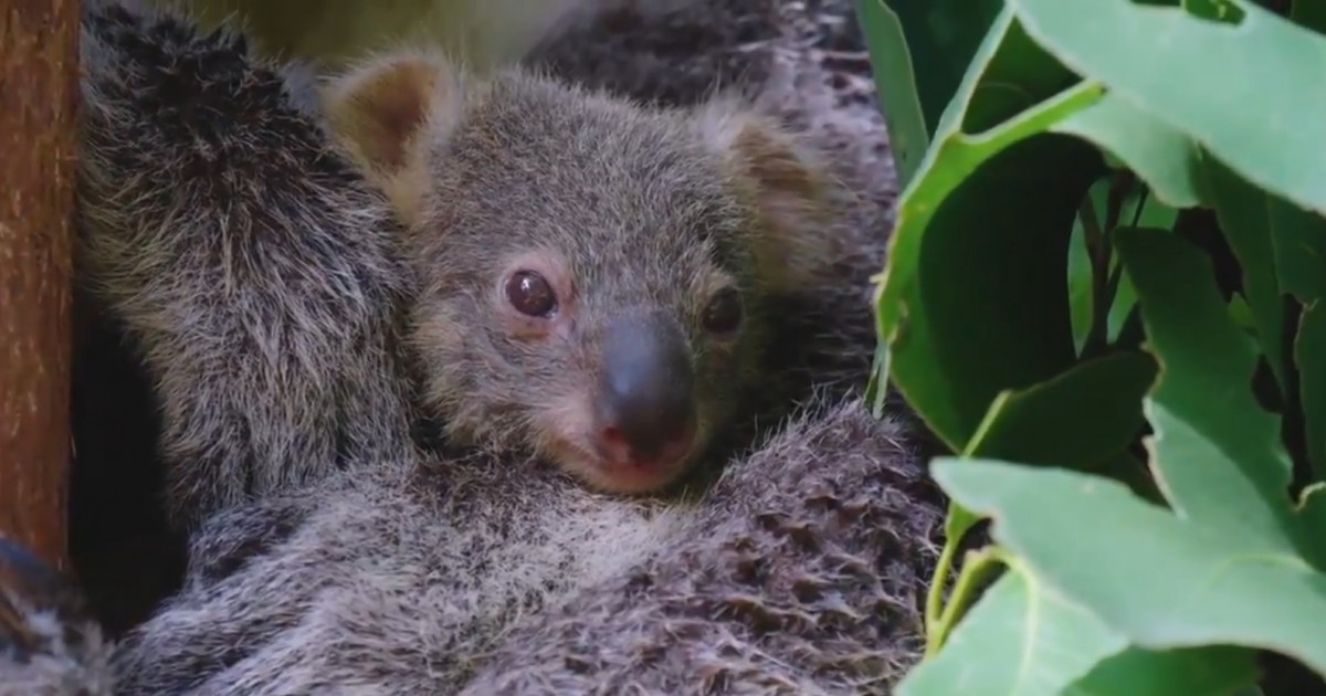 Australia va cheltui o sumă record pentru protejarea urșilor koala. Premier: Reprezintă dintre cele mai iubite simboluri ale noastre