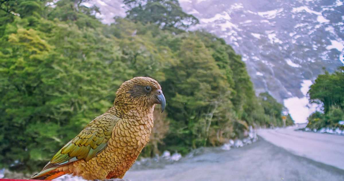 VIDEO: Aventurile filmate ale unui papagal cleptoman, care a furat o cameră GoPro deschisă