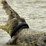 Un crocodil care trăia de 6 ani cu un cauciuc pe gât a fost eliberat. A fost nevoie de zeci de persoane