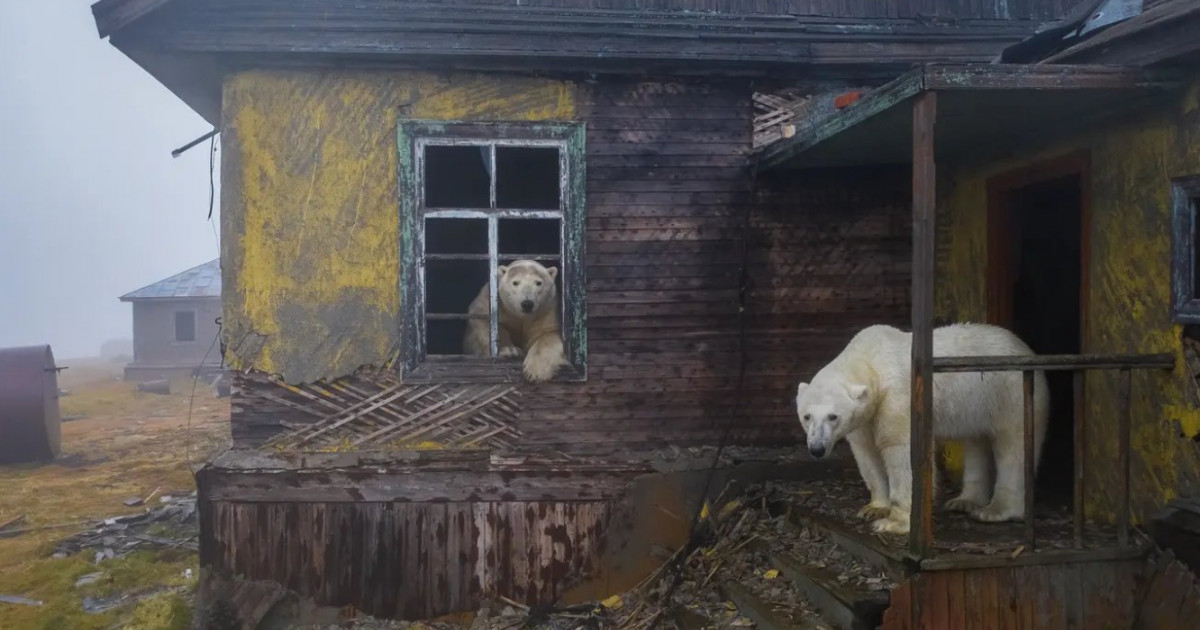 Imagini rare cu 30 de urși polari care au ocupat o fostă stație meteo sovietică