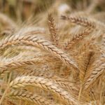 România, principalul exportator de cereale al Europei. UE cere ca 4% din suprafaţa agricolă sa rămână necultivată